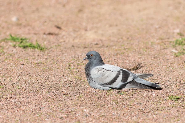 Pigeon resting on the ground