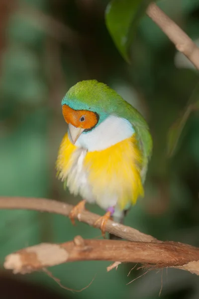 Portrait of a tropical bird