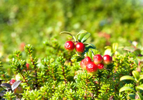 Cranberries red berries background nature