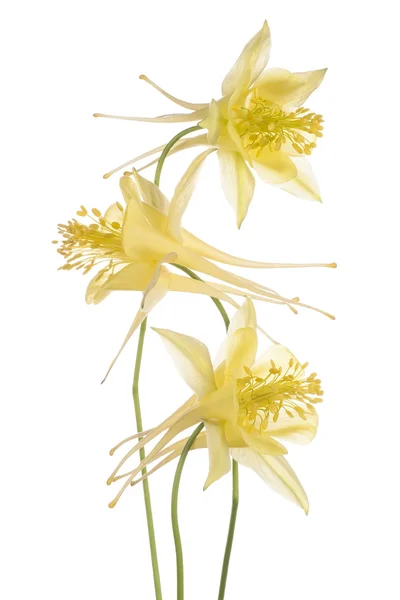 科伦 - 图库照片_Vilor#68037781