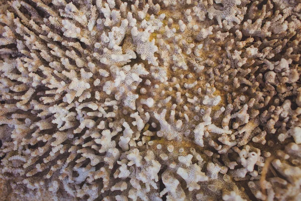Close up of sea choral (coral) texture