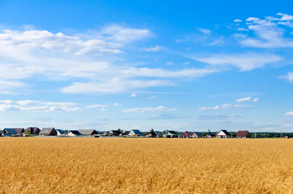 Wheat field in the fall and blue sky, clouds, houses background