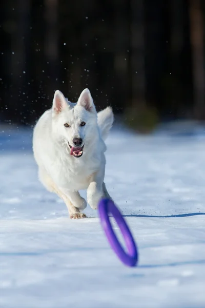White dog running after frisbee