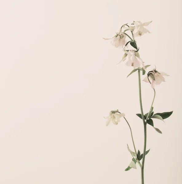 Columbine Flowers on White Background