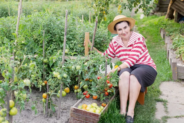 Elderly women of a kitchen garden received harvest of tomatoes