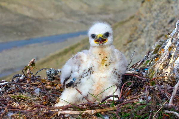 Sloppy chick like all children. Rough-legged Buzzard, tundra of the Novaya Zemlya archipelago