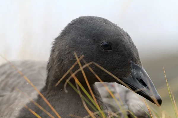 Unusual black goose is resting on reindeer moss