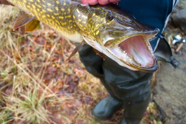 Large pike inaccessible rivers and lakes