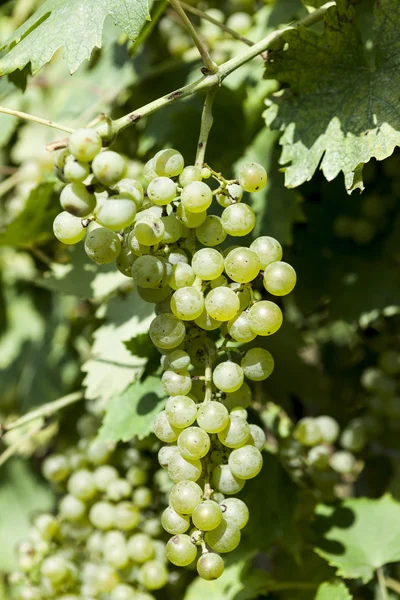 Close-up of a bunch of white grapes. Vineyards sunny day with white ripe clusters of grapes. Italy Lake Garda.