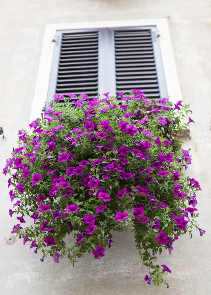 Old window with closed shutters with flowers on the window sill on the stone wall. Italian Village