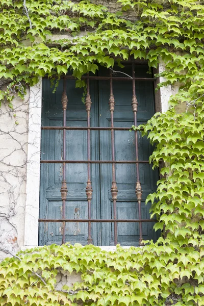 Old window with closed shutters on the window sill with ivy on the the stone wall. Italian Village