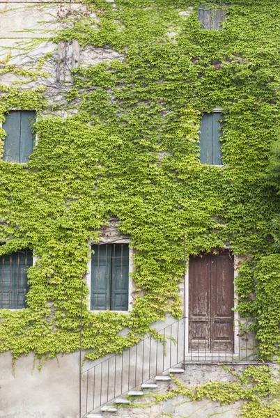 An old stone wall with a door, stairs, windows, overgrown with ivy. Italian village