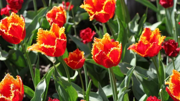Amsterdam tulips.