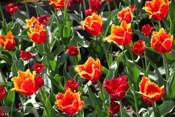 Amsterdam tulips.