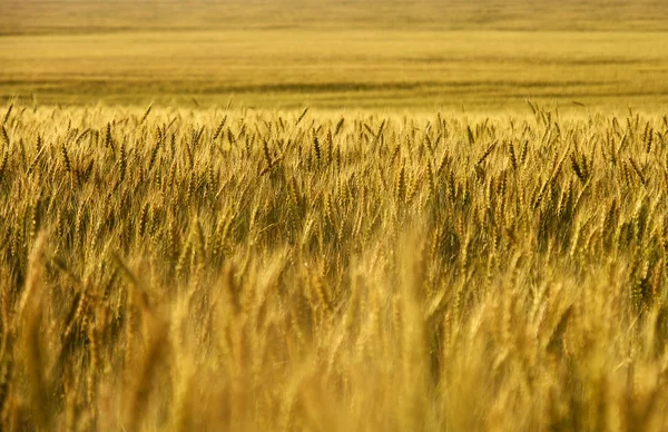Wheat field. wheat crop.