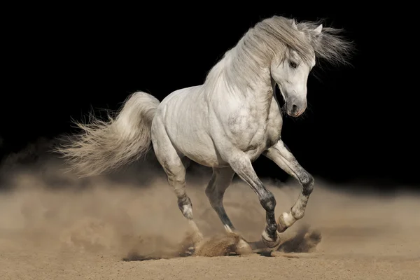 Silver gray Andalusian horse in desert on black background