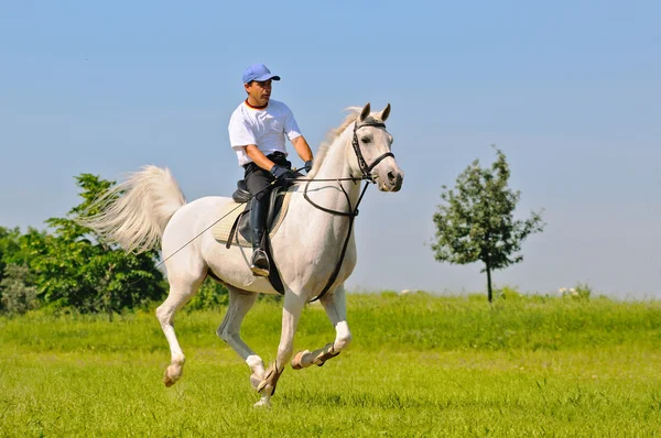 Rider on white arabian horse in the field
