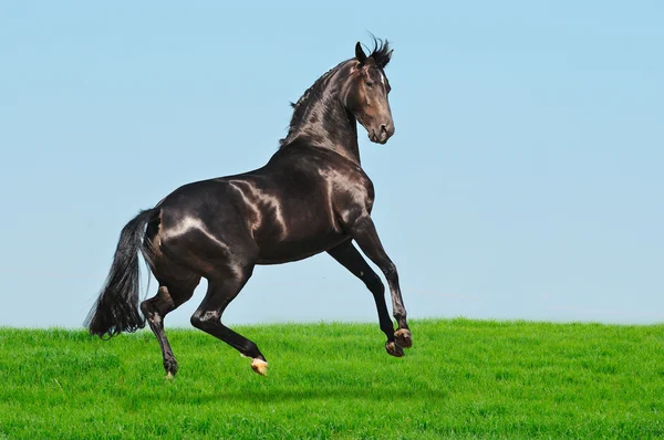 Rearing black horse in green field