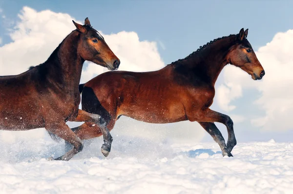 Two young horses playing on the snow field