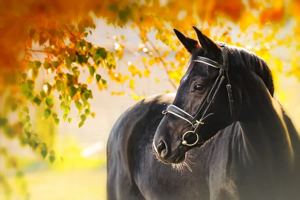 Portrait of black horse in autumn