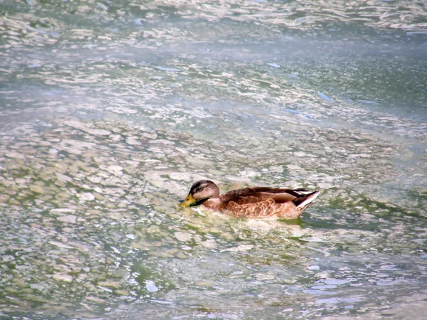 Wild ducks on the surface is dirty water.