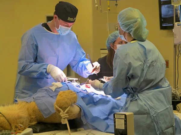 Lioness Surgery