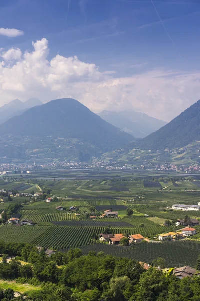 View to Merano South Tirol with mountains and wine branches