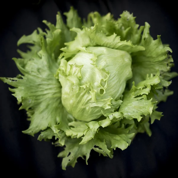 Head of Lettuce on black background