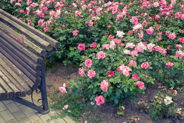 Retro stylized photo of roses bed and fragment of garden bench.