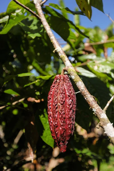 Cocoa fruits on tree