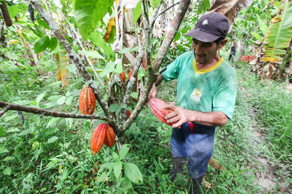 Cocoa growers in rainforest in Peru