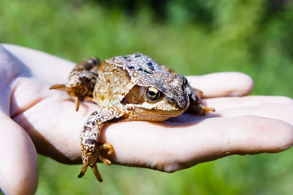 Frog on a man\'s palm. reptile