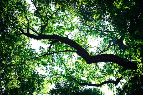 Forest trees nature green wood sunlight backgrounds