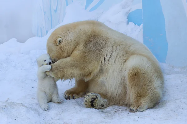 Polar bear with cub. Mother love