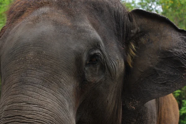 Elephant  closeup. Animal background.