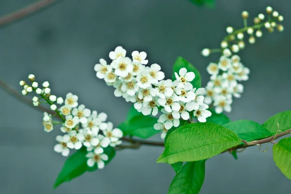 Bird cherry closeup with selective soft focus and shallow depth of field. Focus is on the central part of the image. Bird-cherry tree background