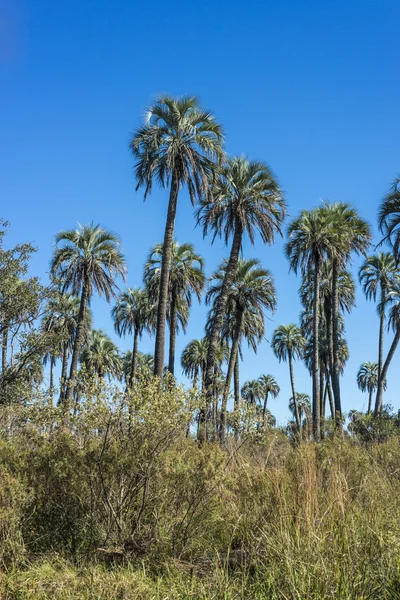 Palms on El Palmar National Park, Argentina