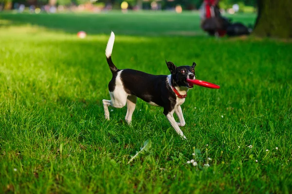 The dog bears frisbee in a mouth.