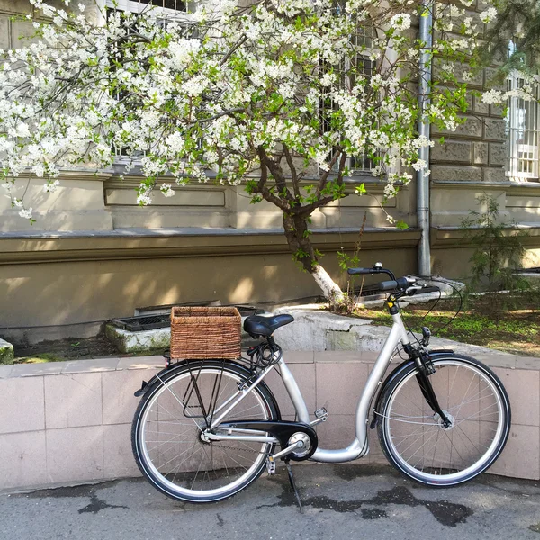 City bike under a flowering cherry tree