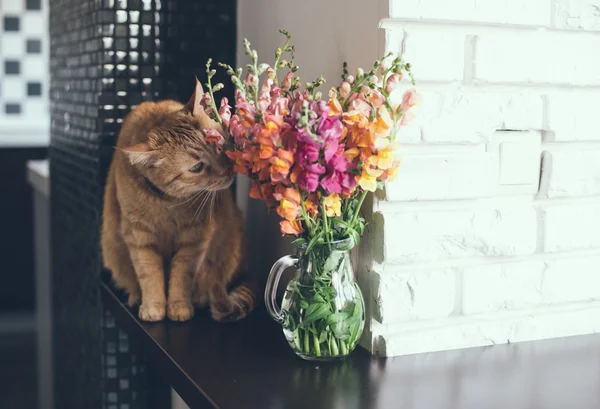 Red cat smelling the flowers