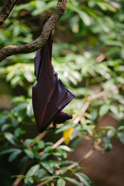 Fruit Bat Hanging from a Tree Branch