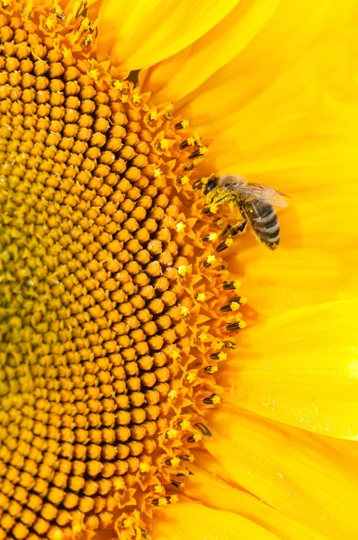 Bee collect nectar on big sunflowers flower