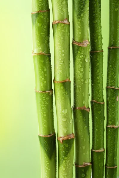 Green bamboo background with water drops