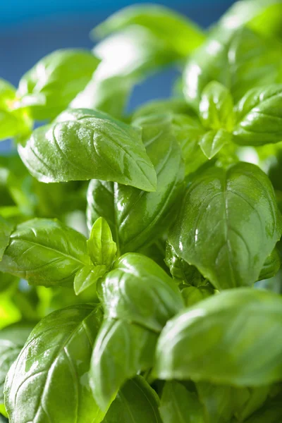 Fresh basil leaves wet herb background