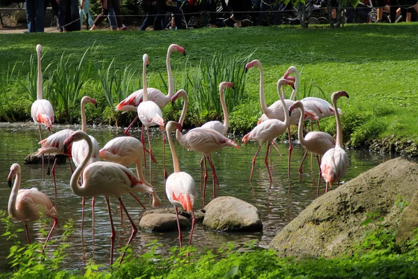 Herd of pink flamingos on a water reservoir