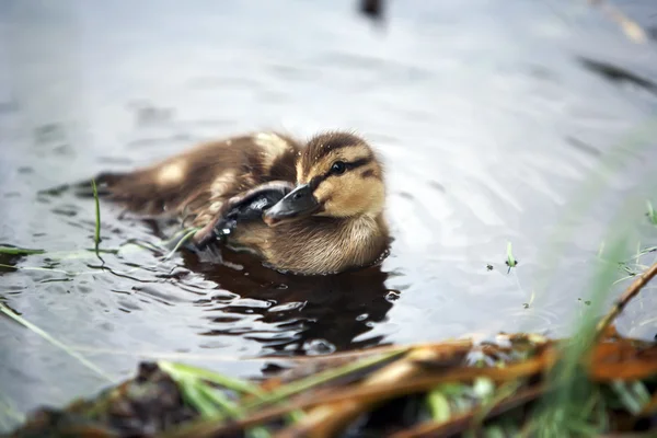 Cute duck in water.