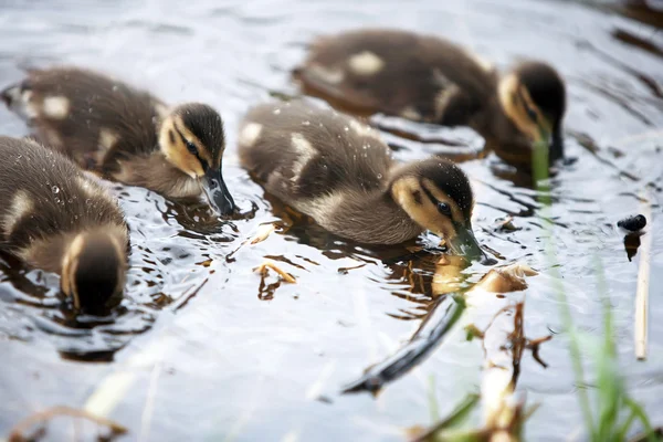 Cute ducks in water.
