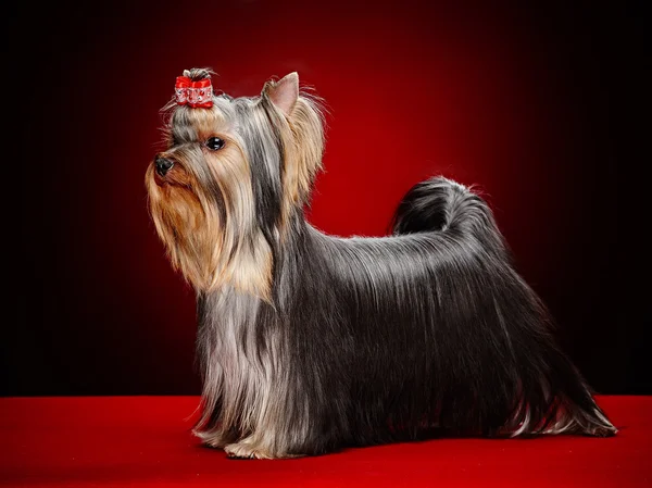 York dog posing over red