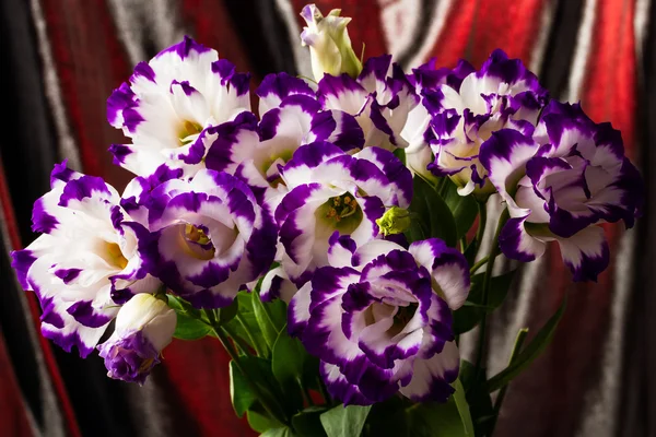 White-purple lily