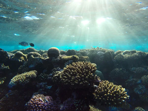 Red sea underwater coral reef